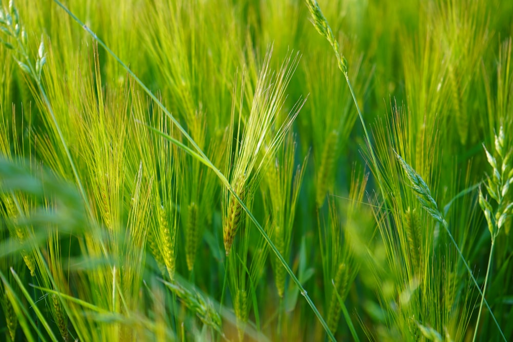 champ de blé vert pendant la journée