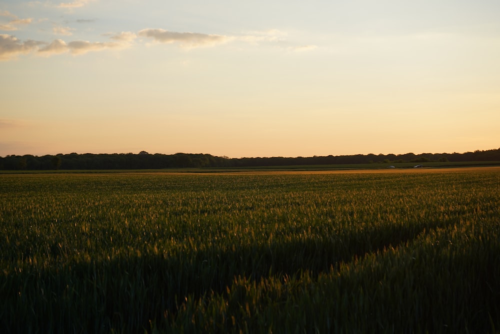 campo di erba verde sotto nuvole bianche durante il giorno