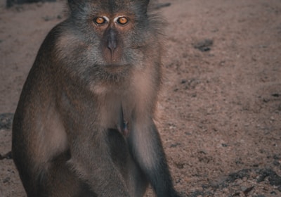 Aktivreise Ruanda Volcanoes Nationalpark Golden Monkey