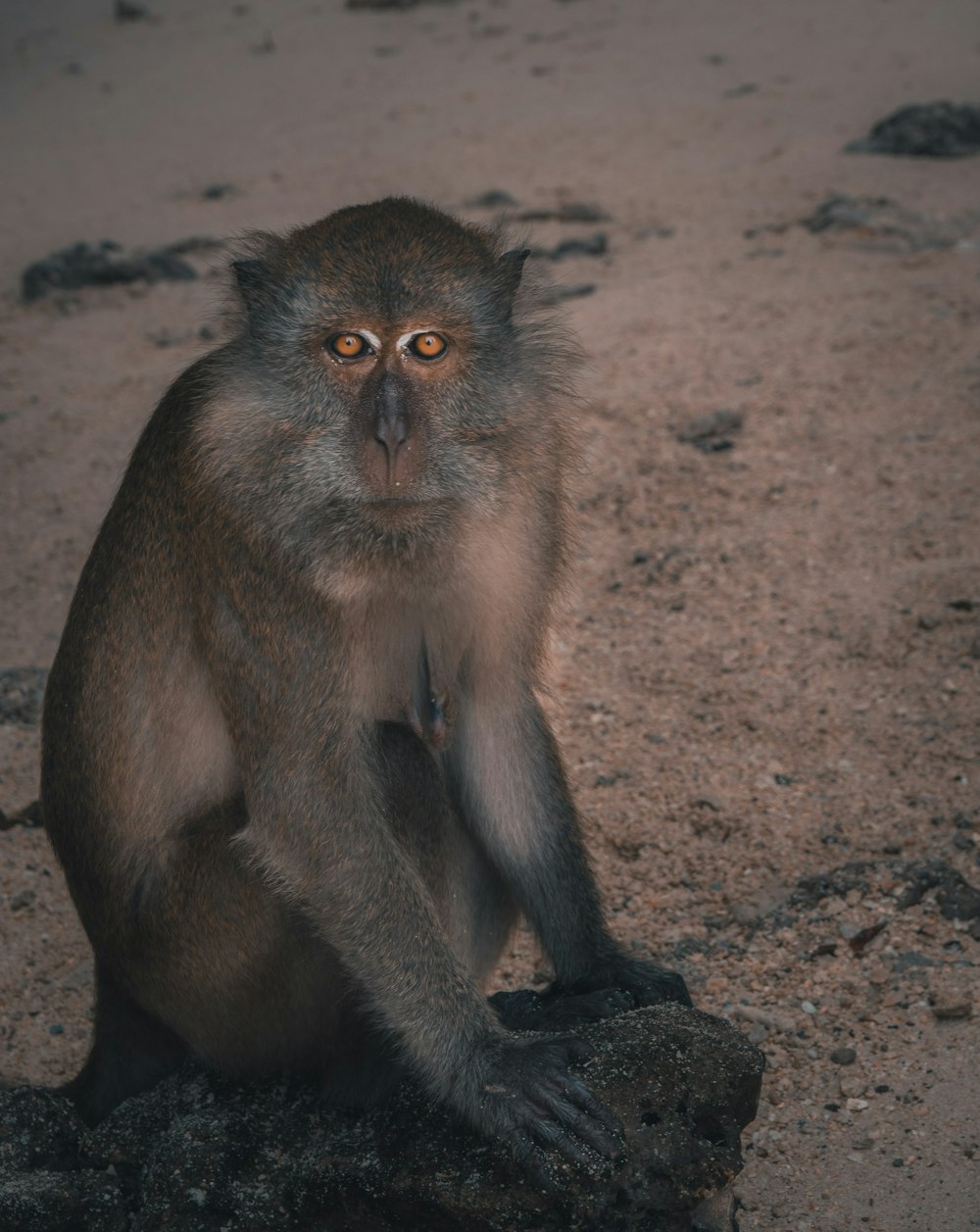 brown monkey sitting on brown soil during daytime