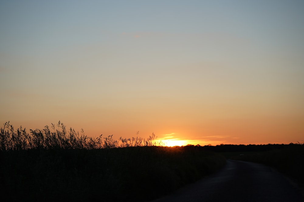 Silueta de hierba durante la puesta del sol