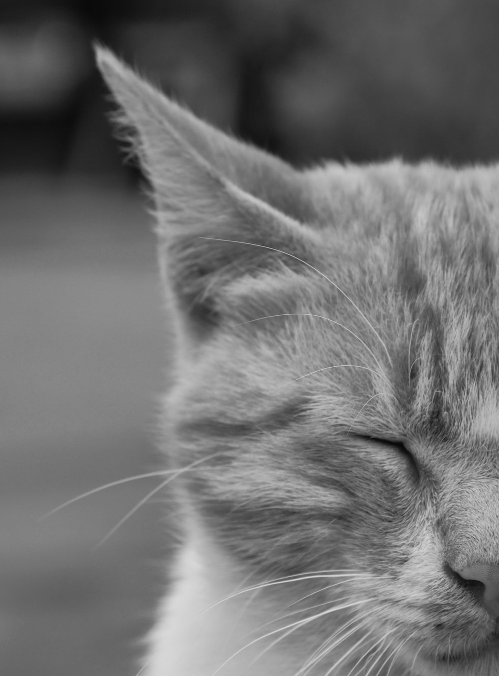 grayscale photo of tabby cat