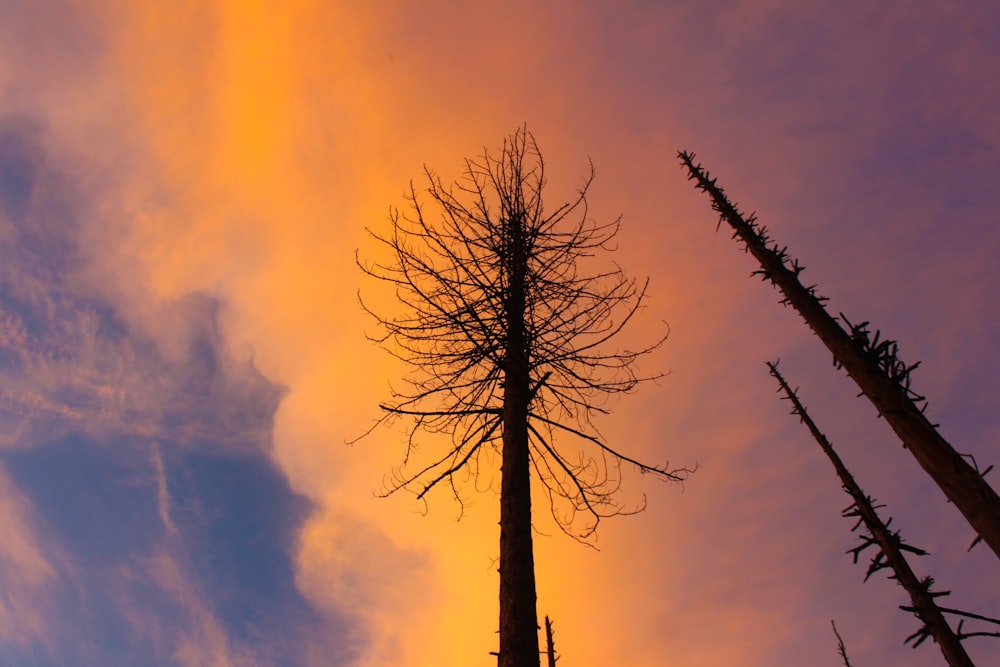 leafless tree under cloudy sky