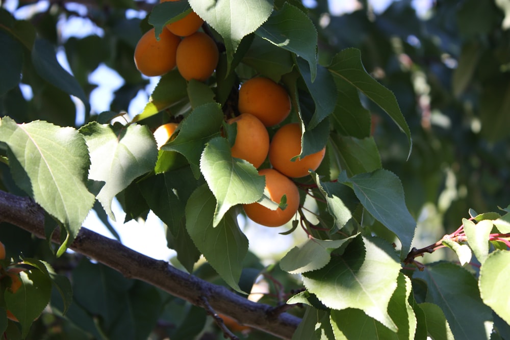 orange fruit on tree during daytime