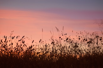 brown grass field during sunset