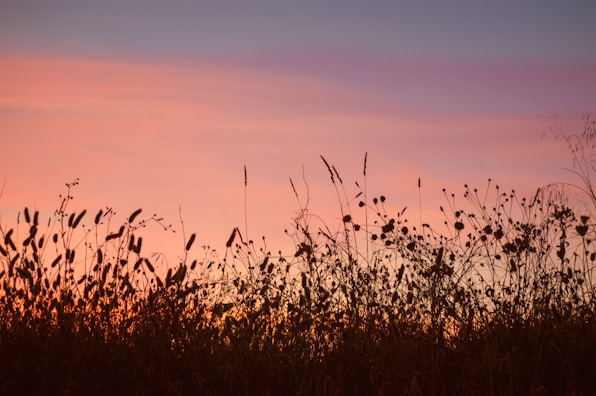 brown grass field during sunset
