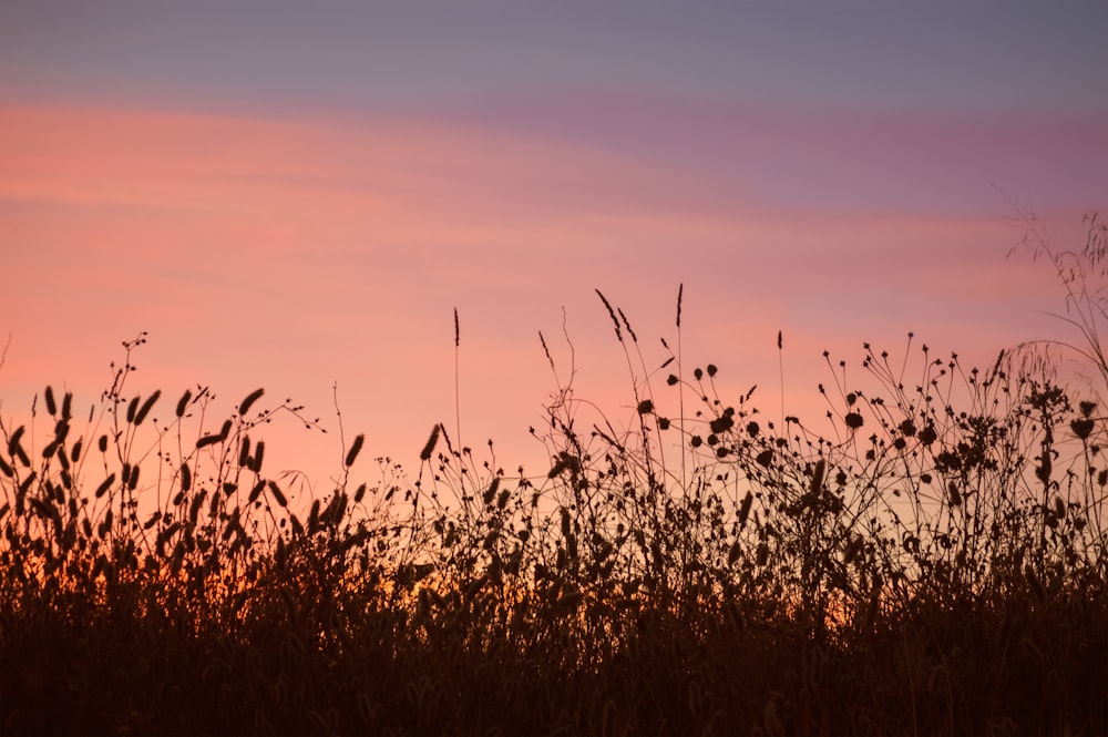 brown grass field during sunset