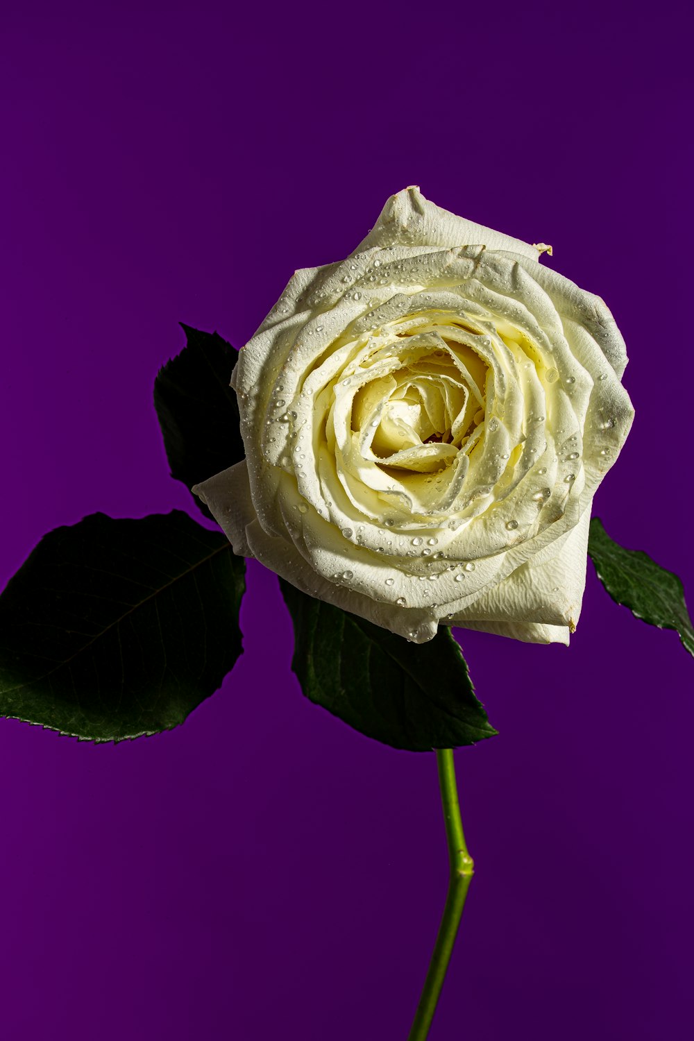 white rose in purple background