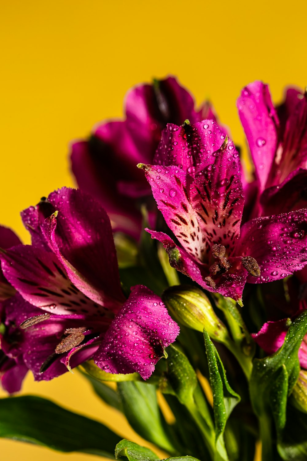 purple flower in macro shot