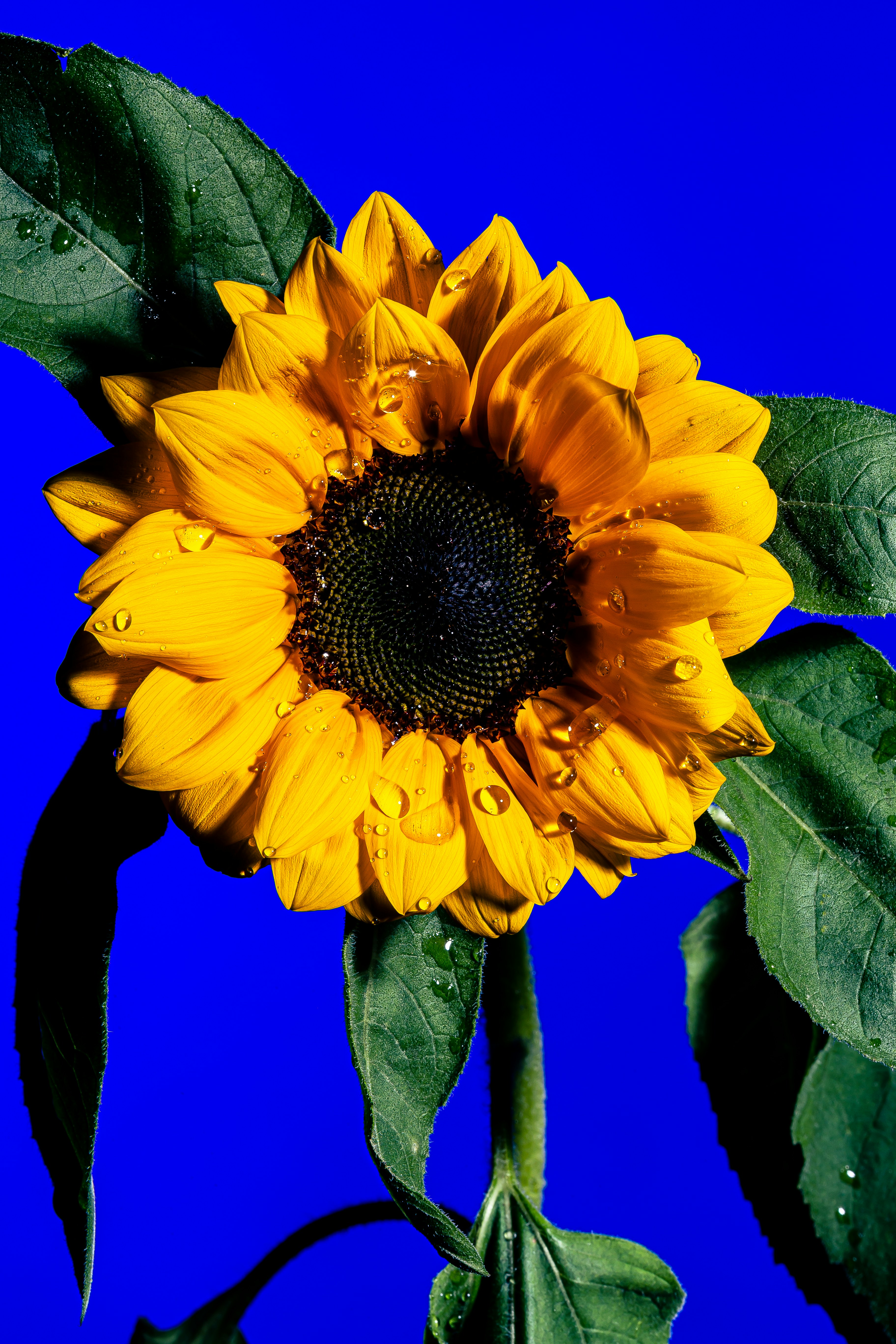 yellow sunflower in close up photography