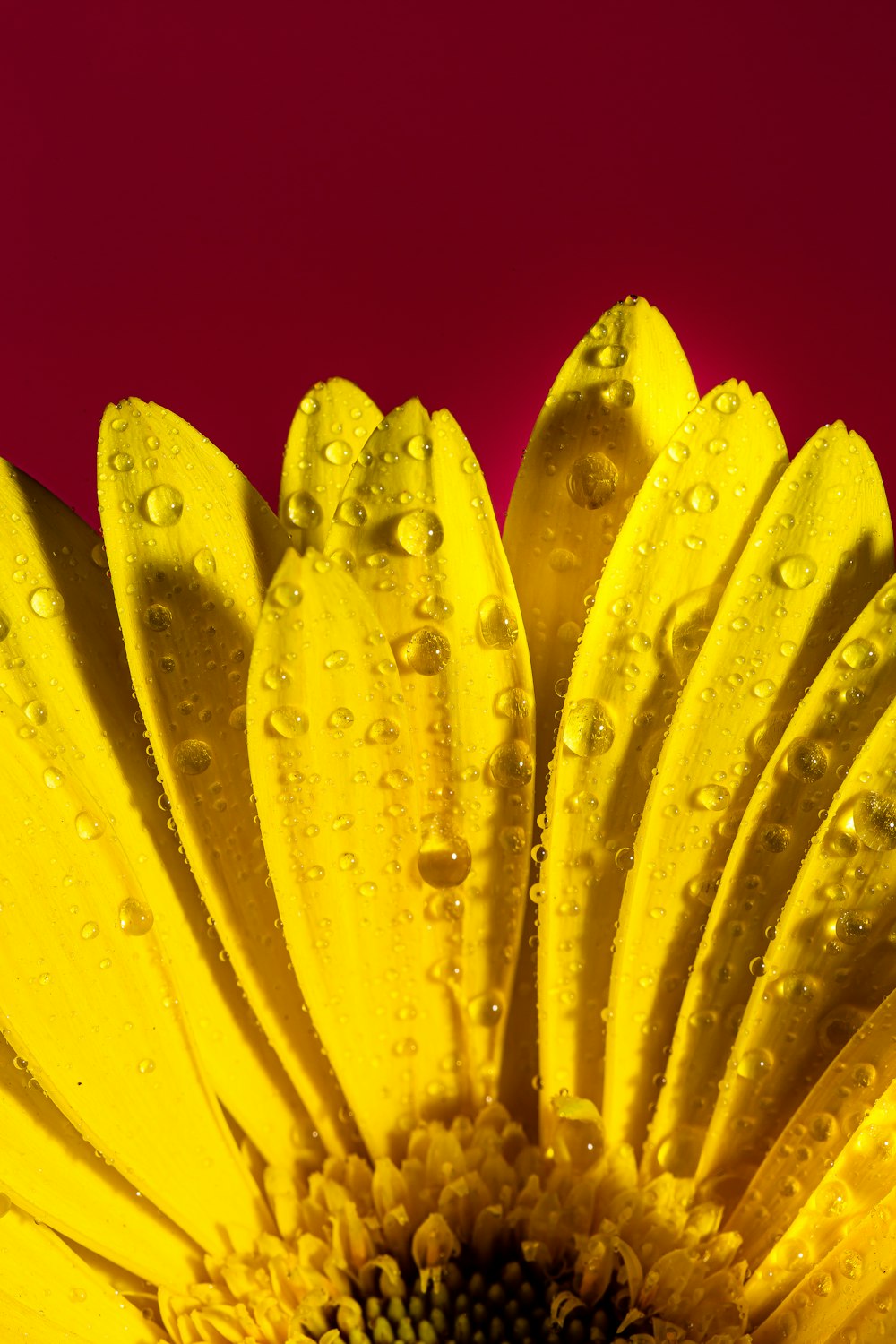 水滴のついた黄色い花の写真 Unsplashで見つける花の無料写真
