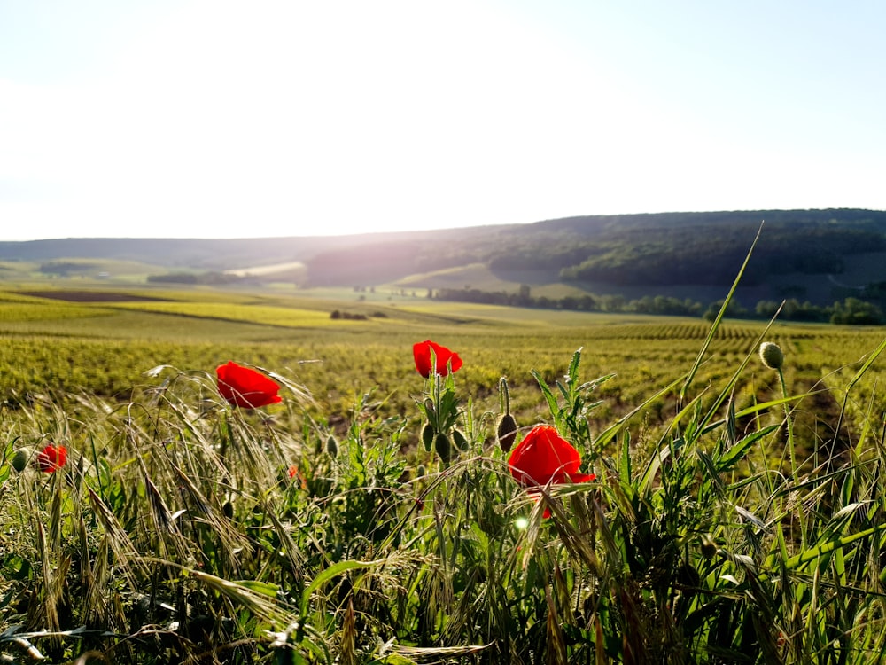 red flower on green grass field during daytime