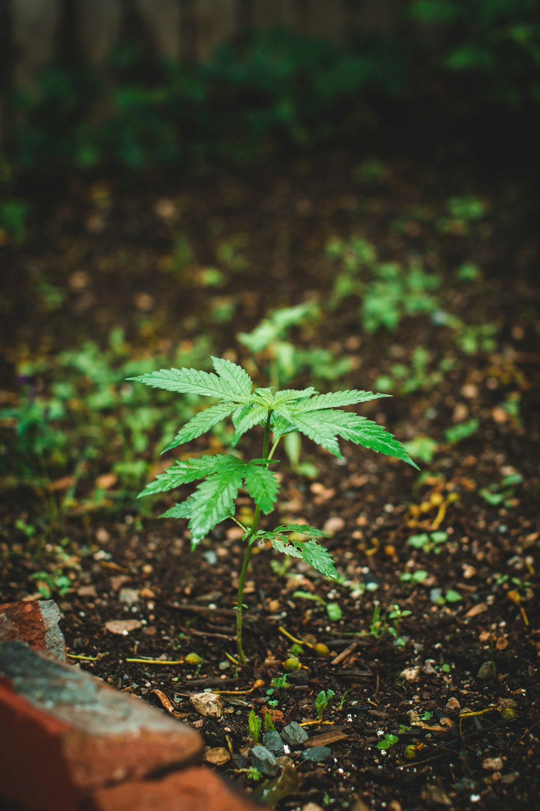 green leaf plant on ground