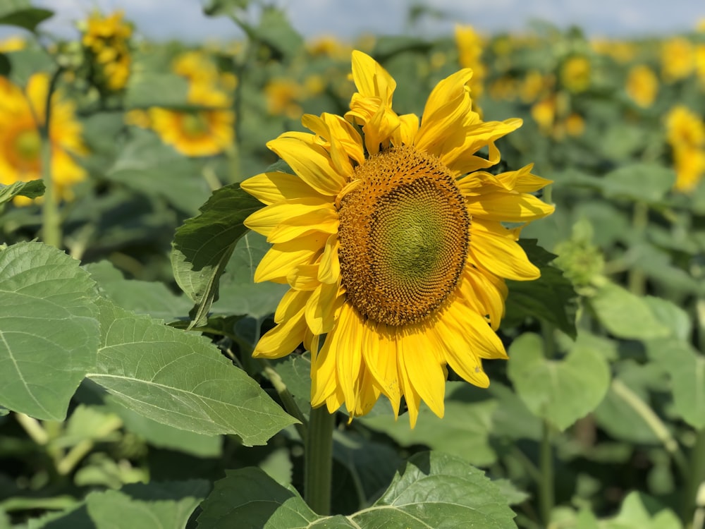 yellow sunflower in close up photography