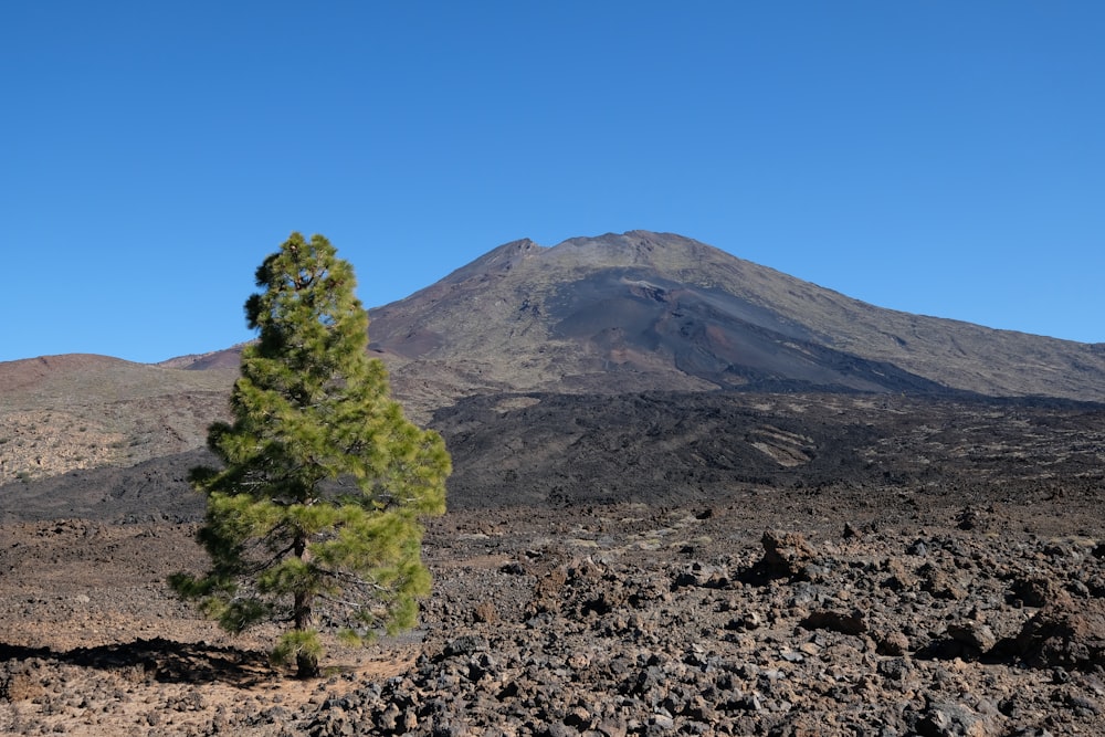 green trees on brown mountain under blue sky during daytime