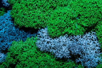 A detailed close-up of vibrant, colorful coral or moss formations, with intricate patterns in varying shades of green and blue. The textures are complex, resembling a natural underwater landscape or forest floor.