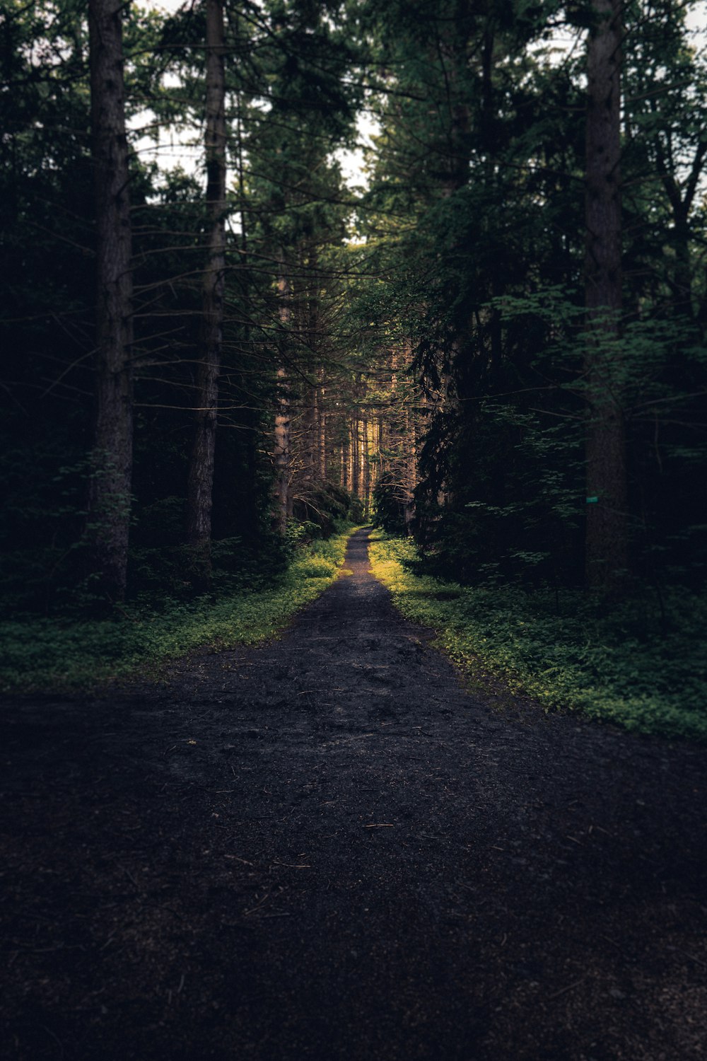 caminho marrom na floresta