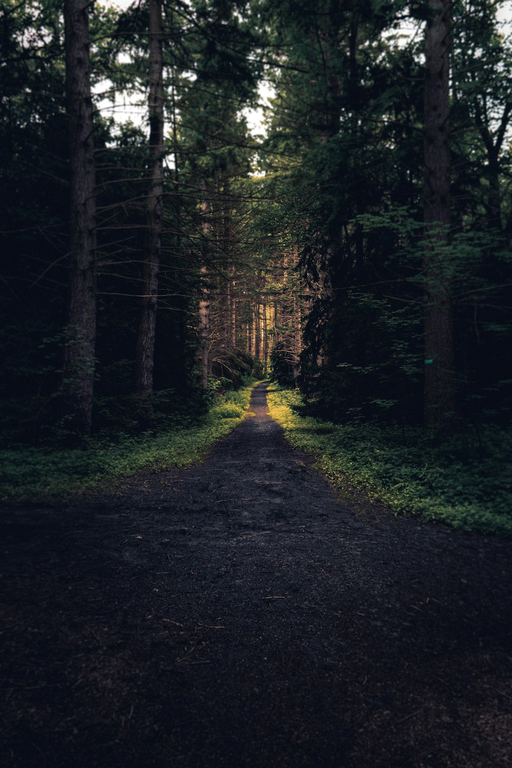 sentiero marrone nel bosco
