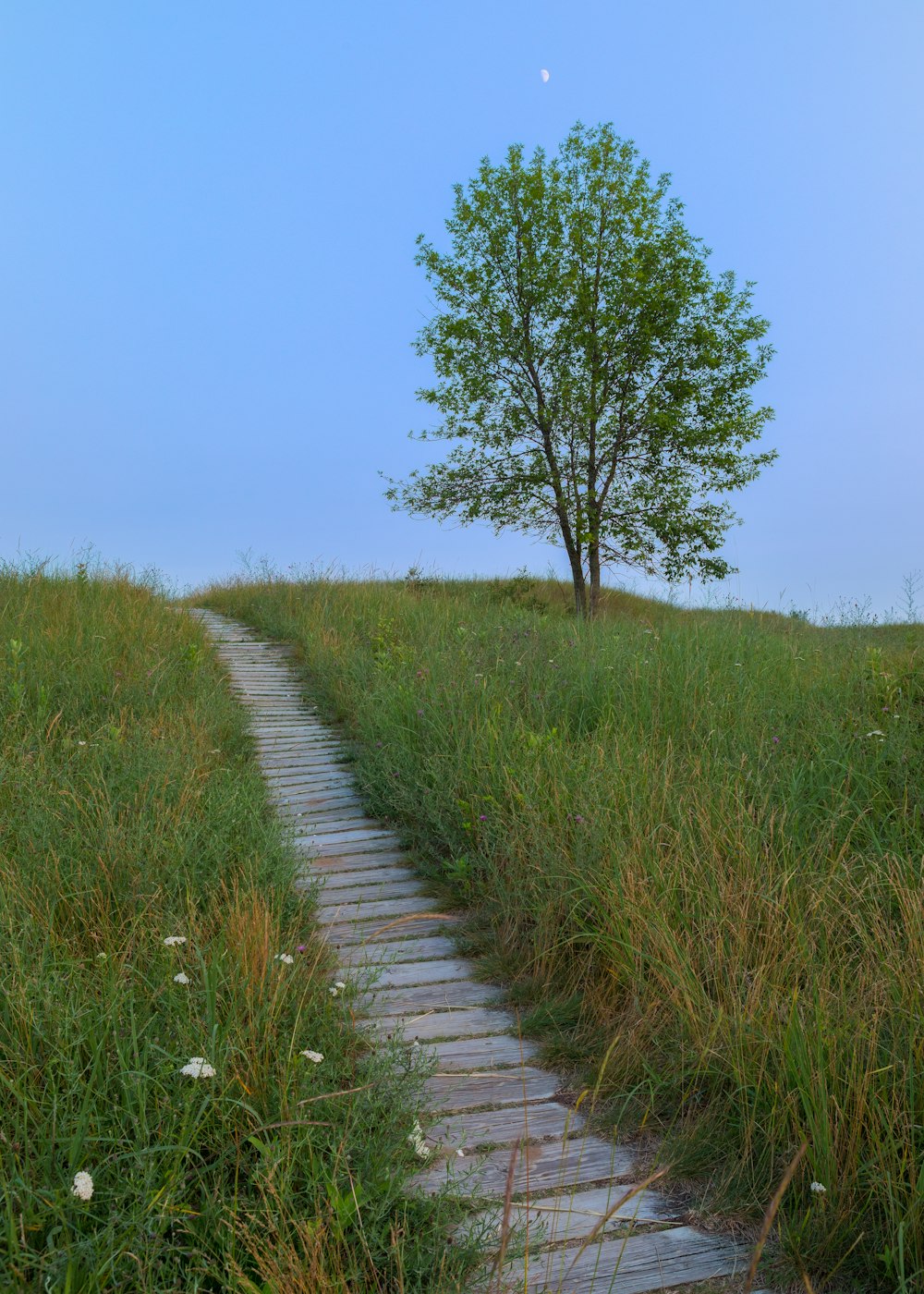 green grass field near gray concrete pathway