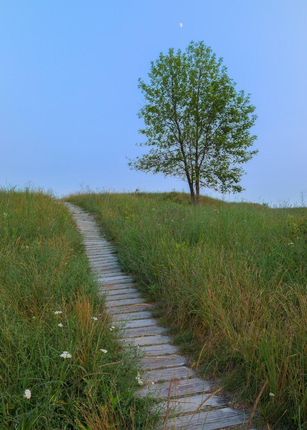 campo di erba verde vicino al sentiero di cemento grigio