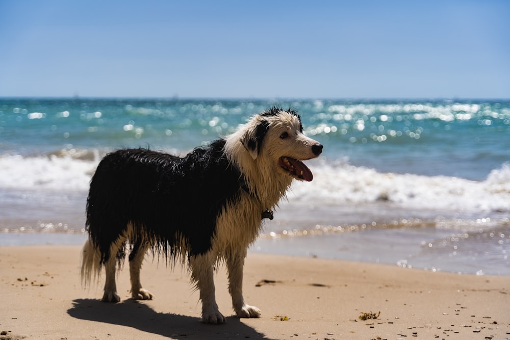 black and white border collie on beach during daytime