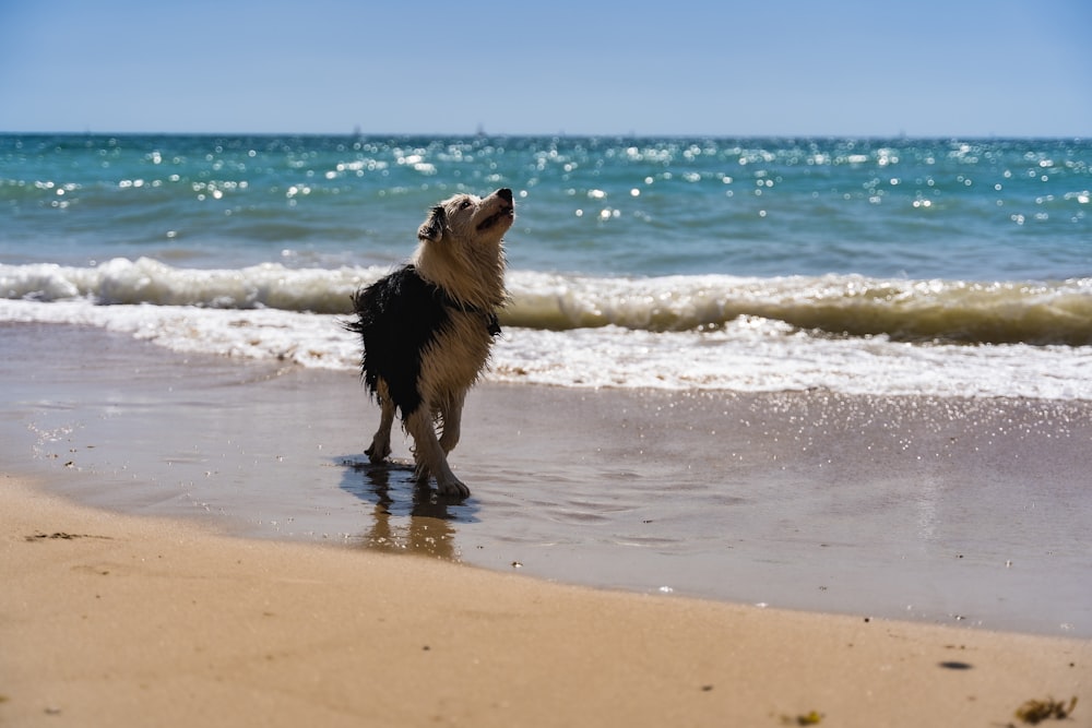 black and white long coated dog on beach during daytime