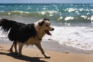 A happy dog being walked on a sunny beach with a joyful petsitter.