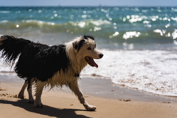 A happy dog being walked on a sunny beach with a joyful petsitter.