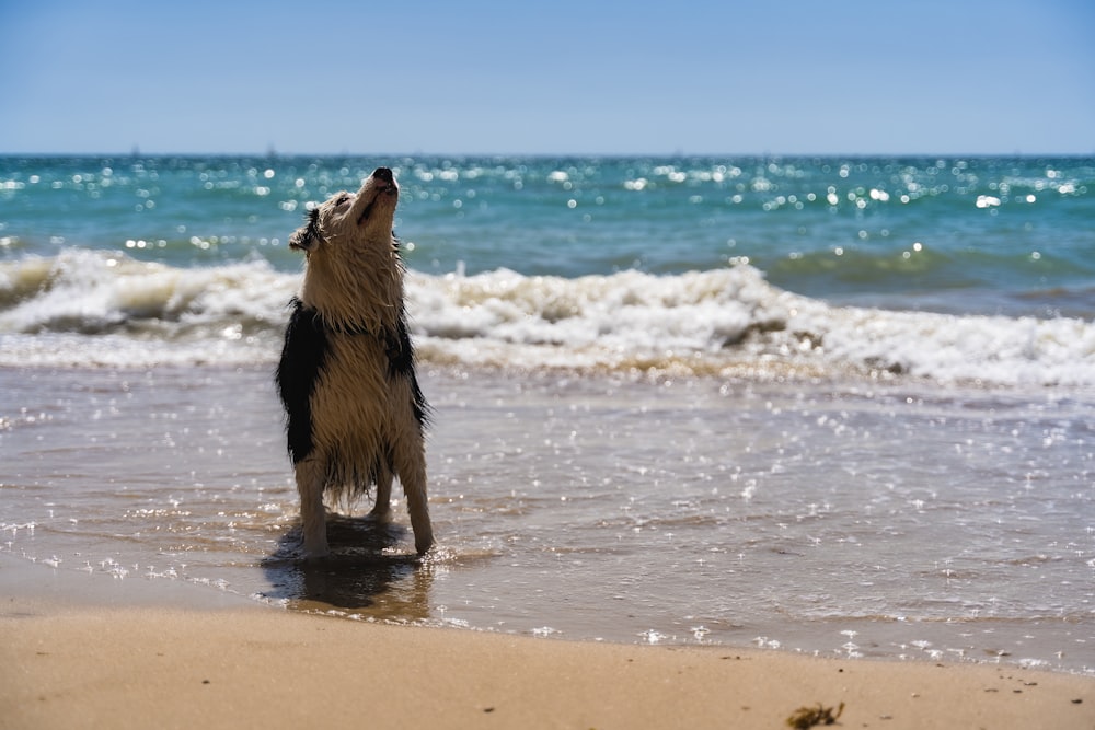 black and white long coated dog running on beach during daytime