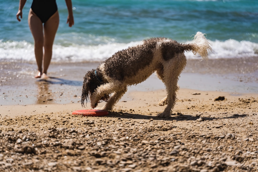 white and black short coat dog on beach during daytime