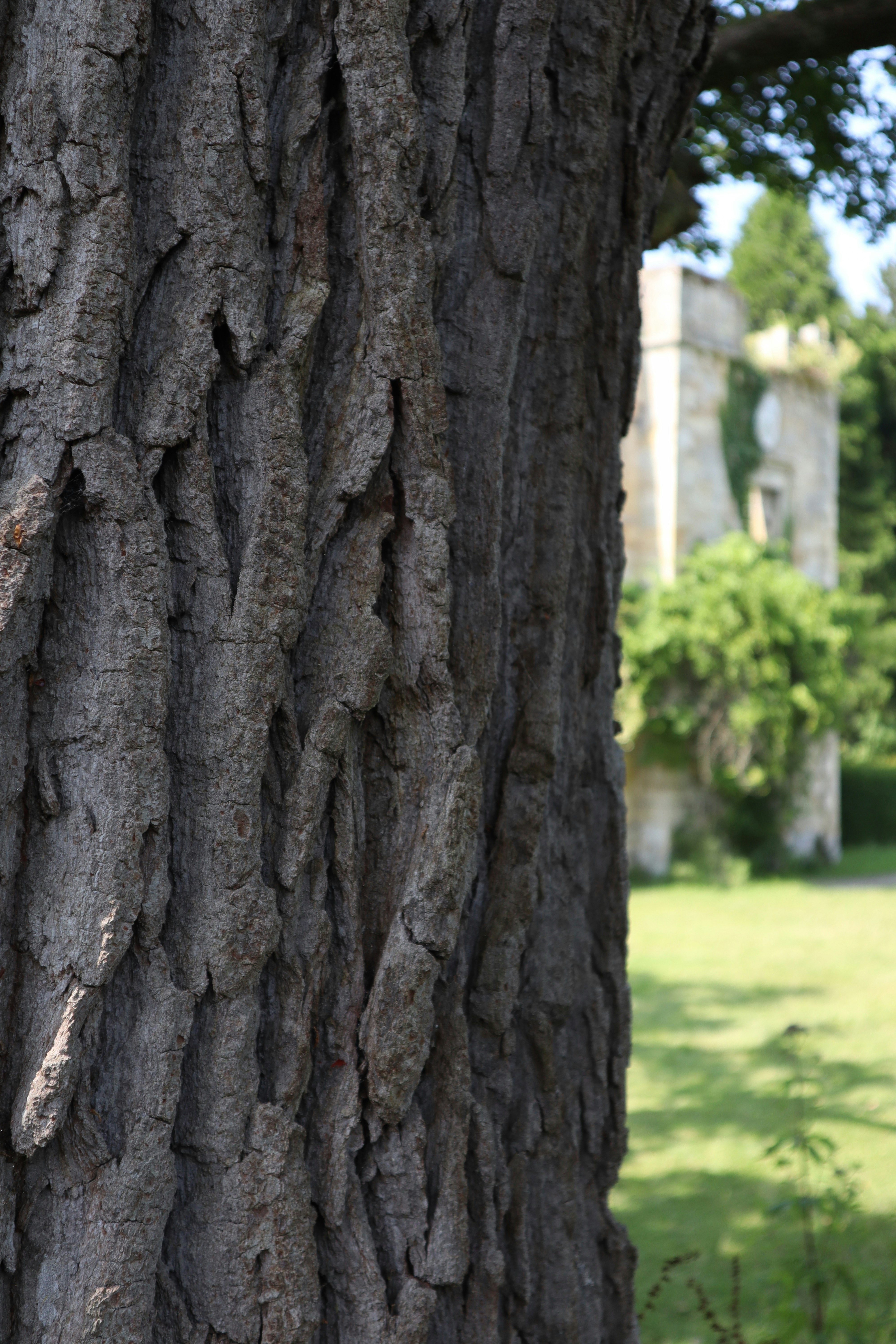 brauner Baumstamm tagsüber