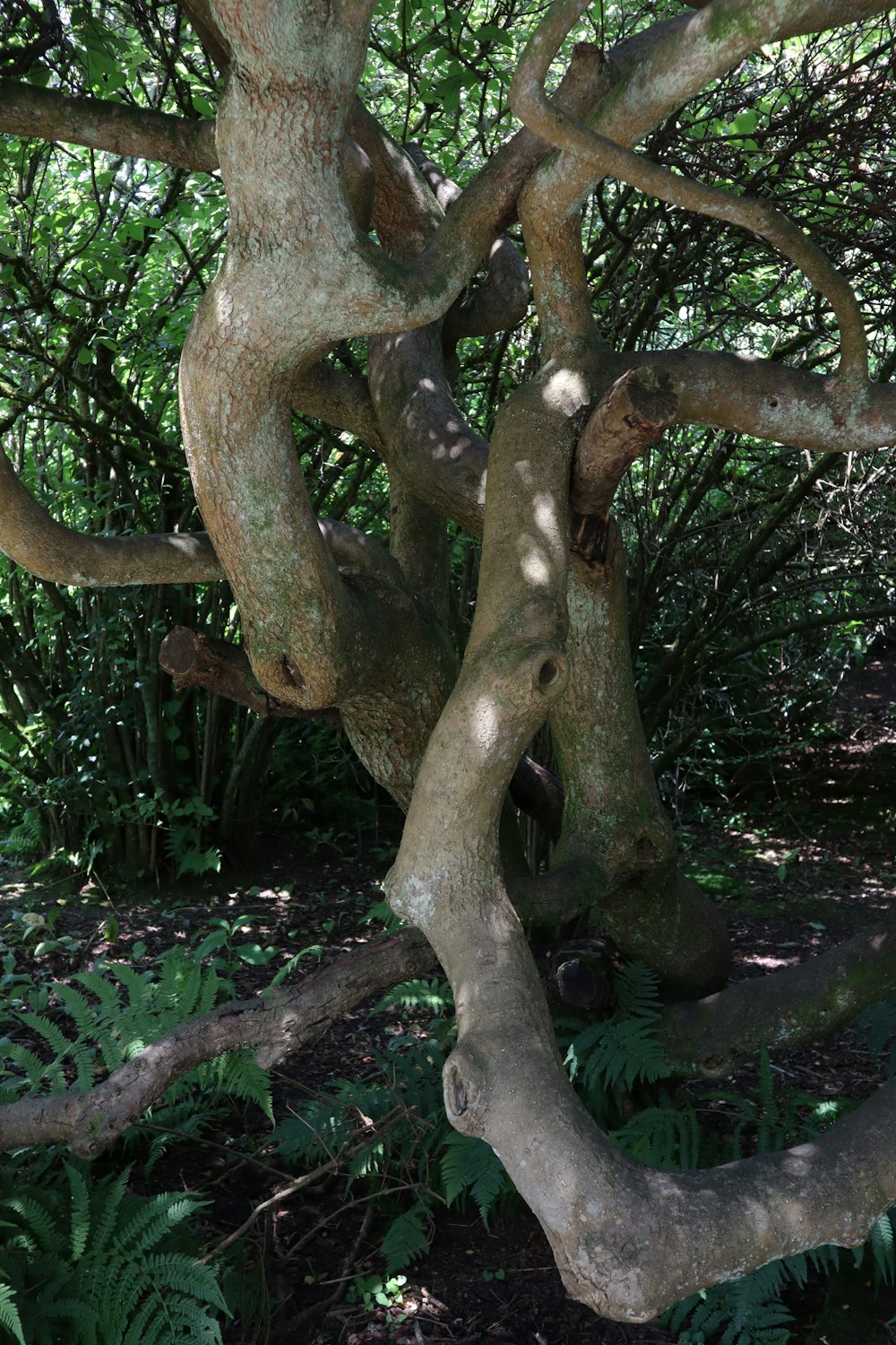 brown tree trunk with green leaves
