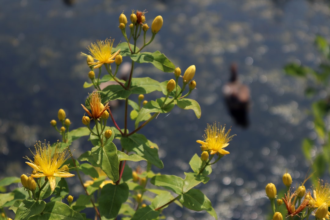 yellow flower with green leaves during daytime