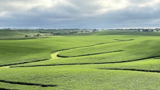 Casual farming game interface featuring a lush green farm with crops and friendly animals.