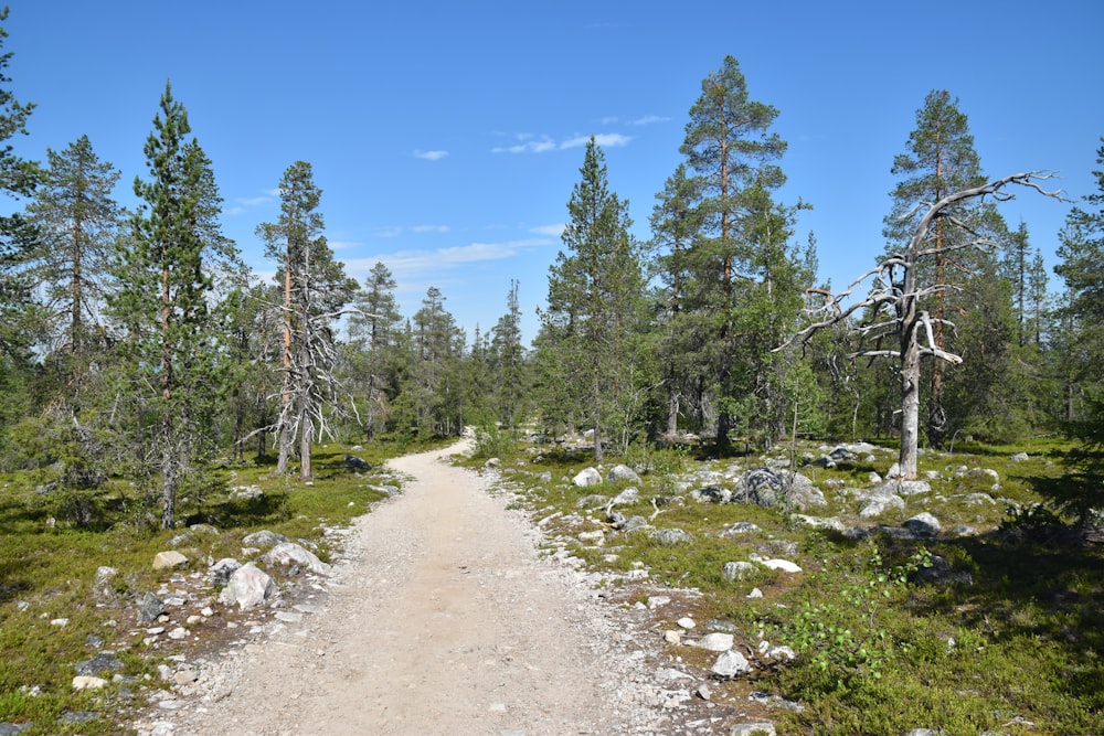 green pine trees on brown dirt ground under blue sky during daytime