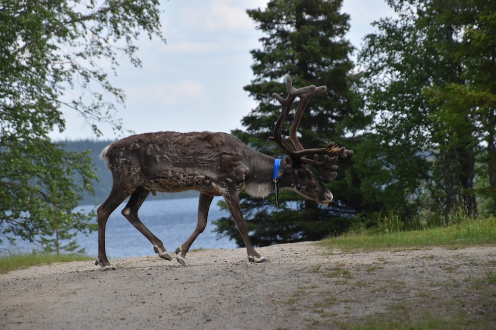 brown deer standing on brown field during daytime