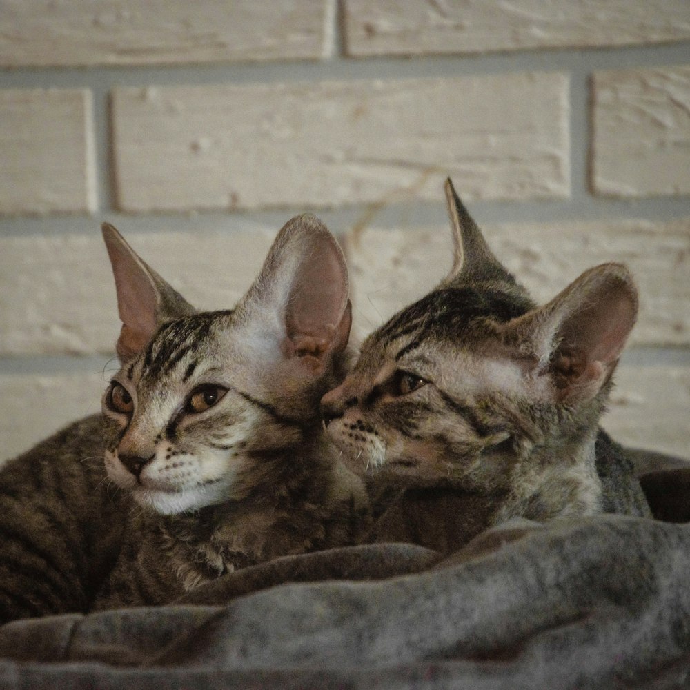 brown tabby cat on gray textile