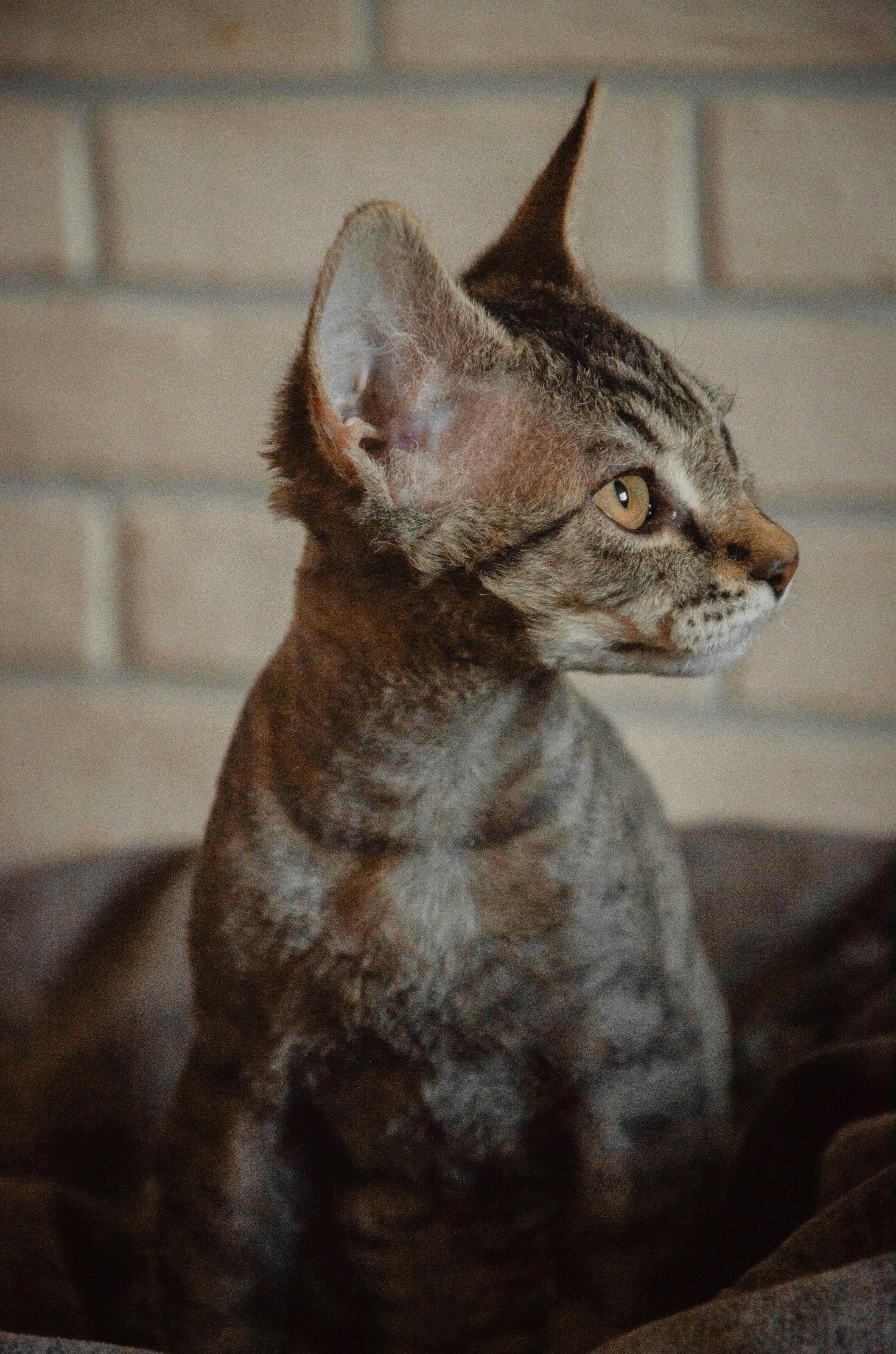 brown tabby cat on white floor