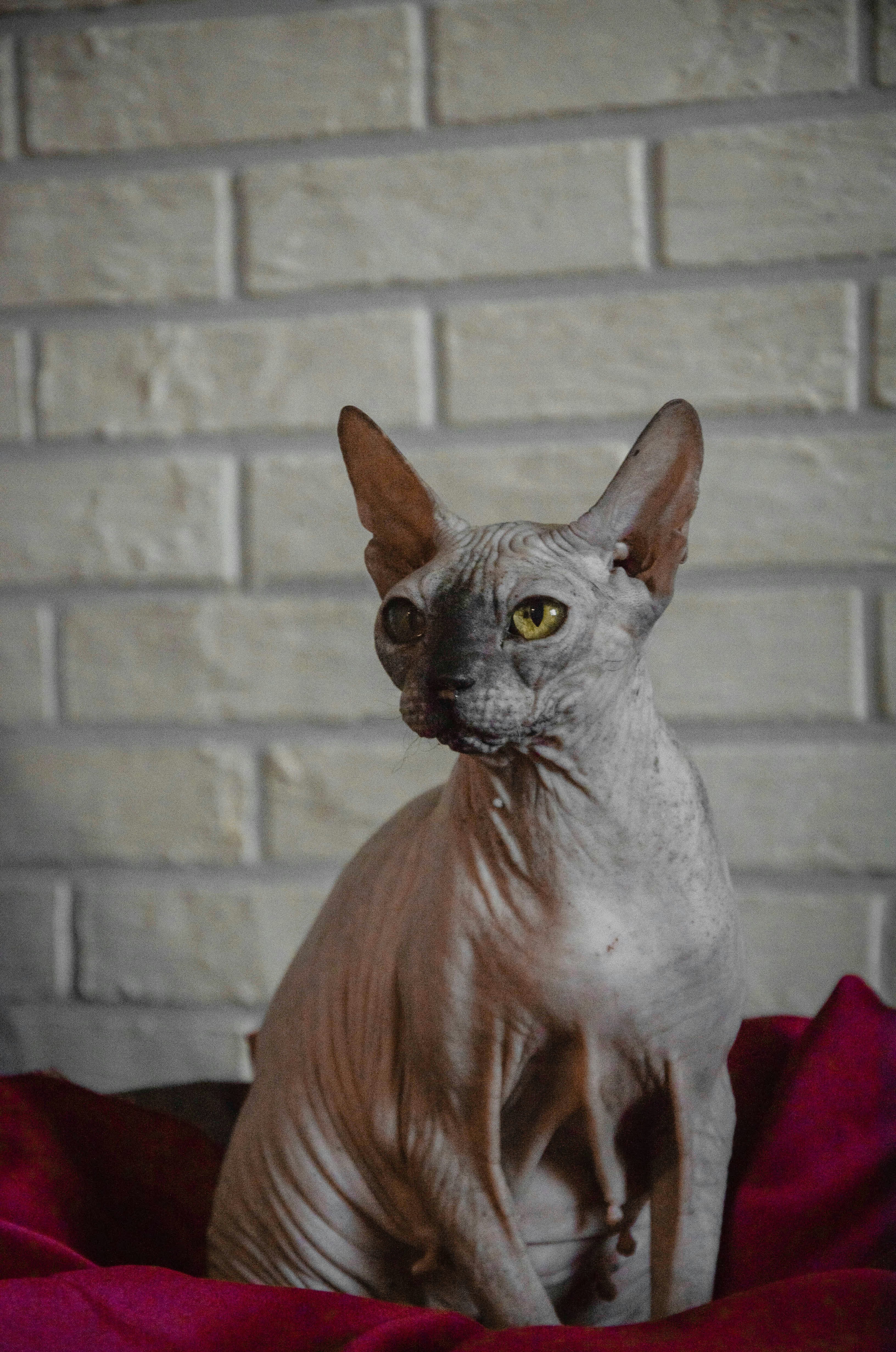 Sphynx: The Affectionate Oddball (image credits: unsplash)