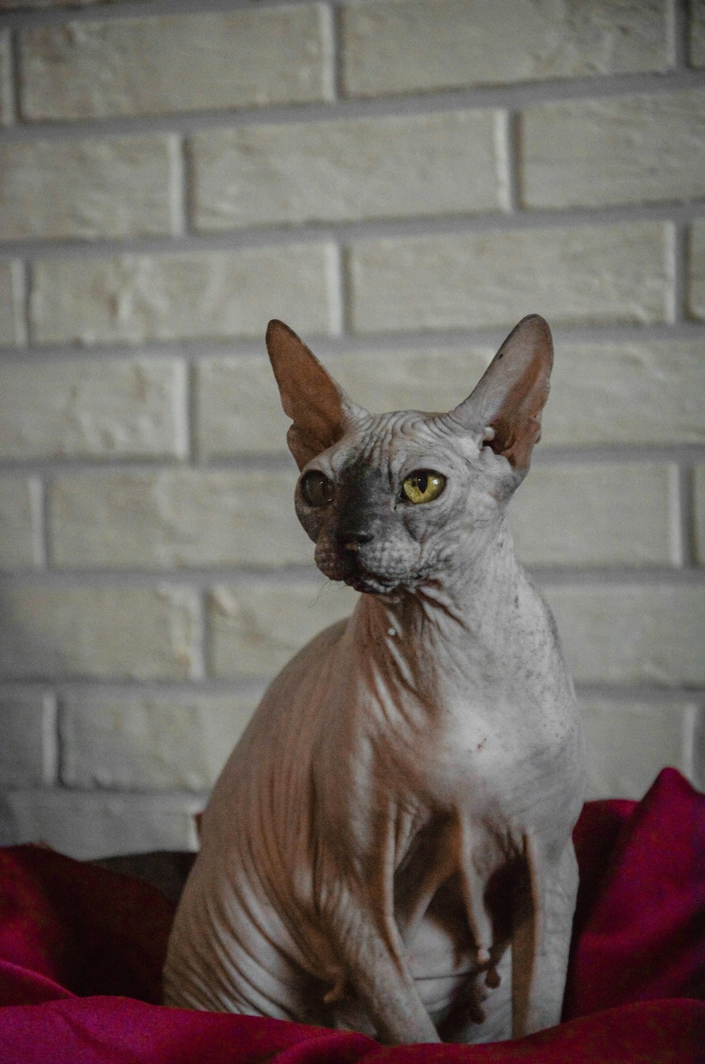 braune und graue Katze auf rotem Textil