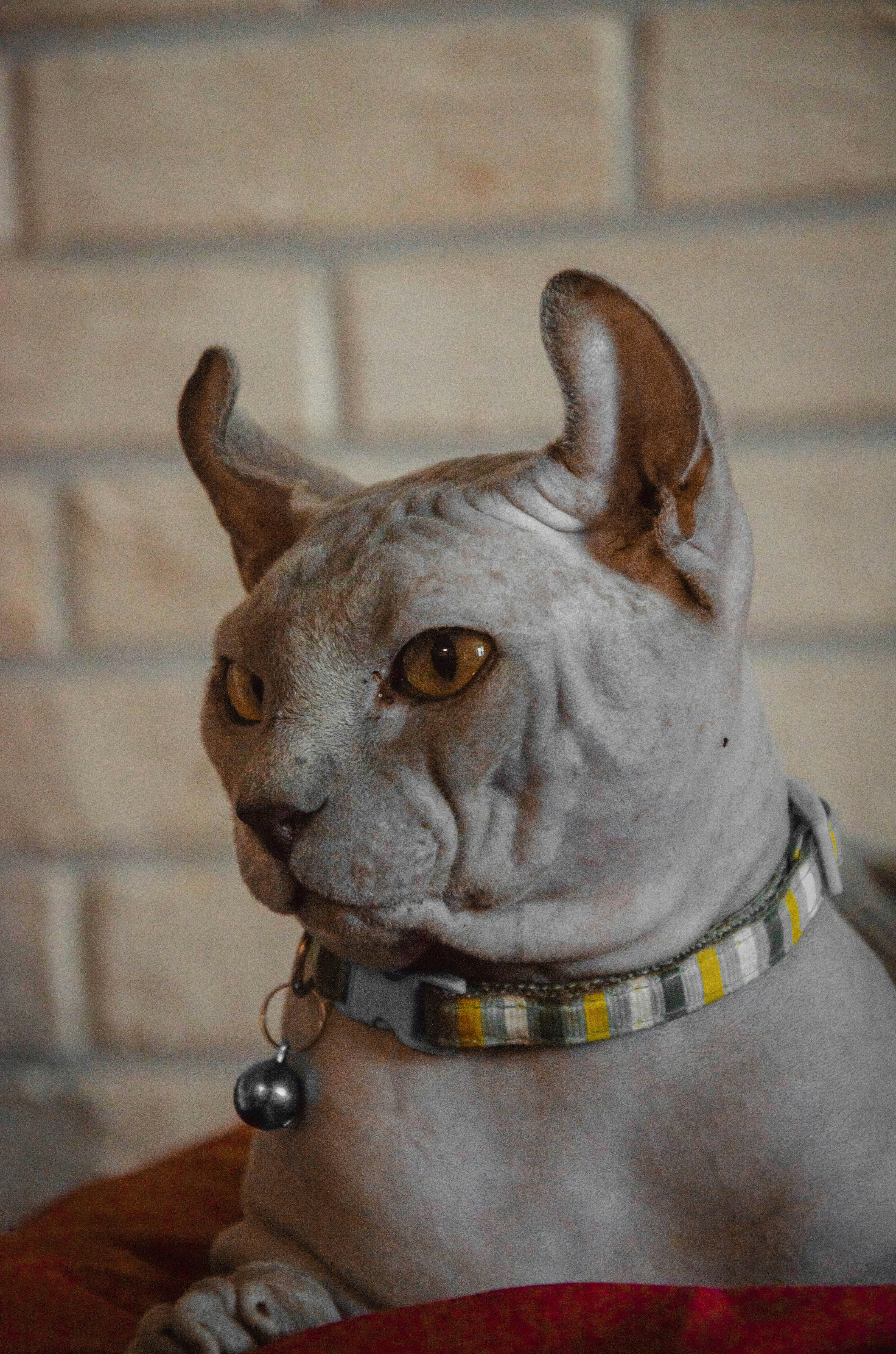 Grumpy-looking flat-faced cat close-up