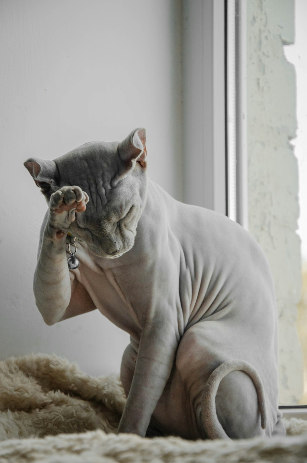 Person, die graue Katze auf weißem Fenster hält