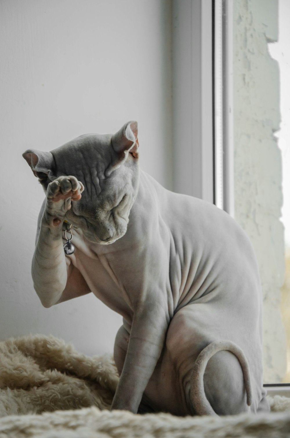 person holding gray cat on white window