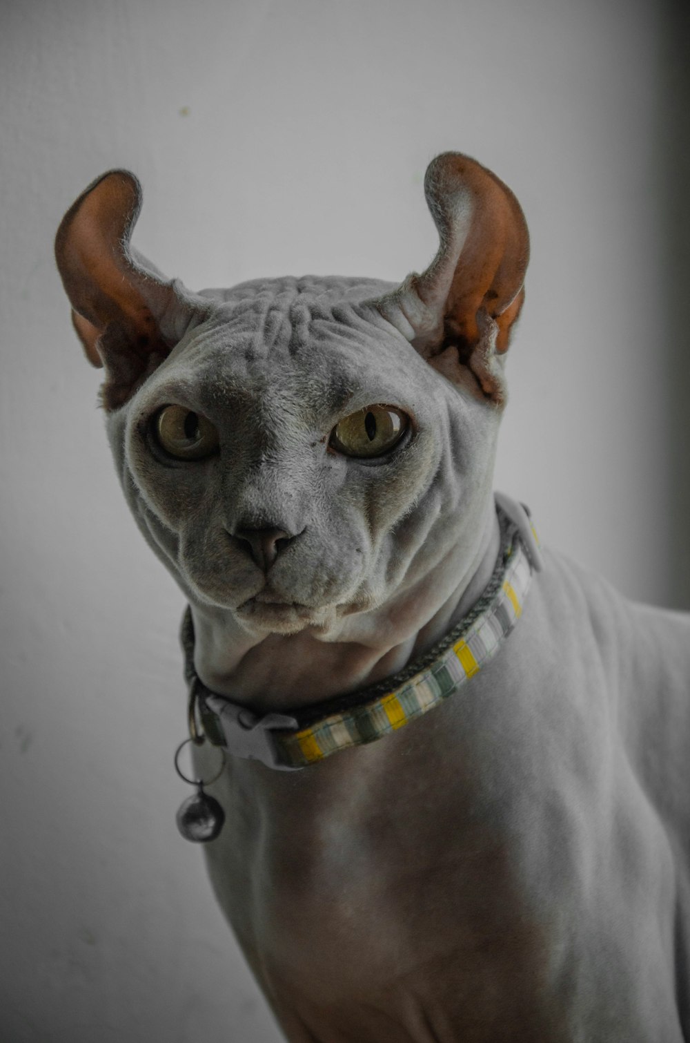 gatto grigio e bianco con gli occhi azzurri