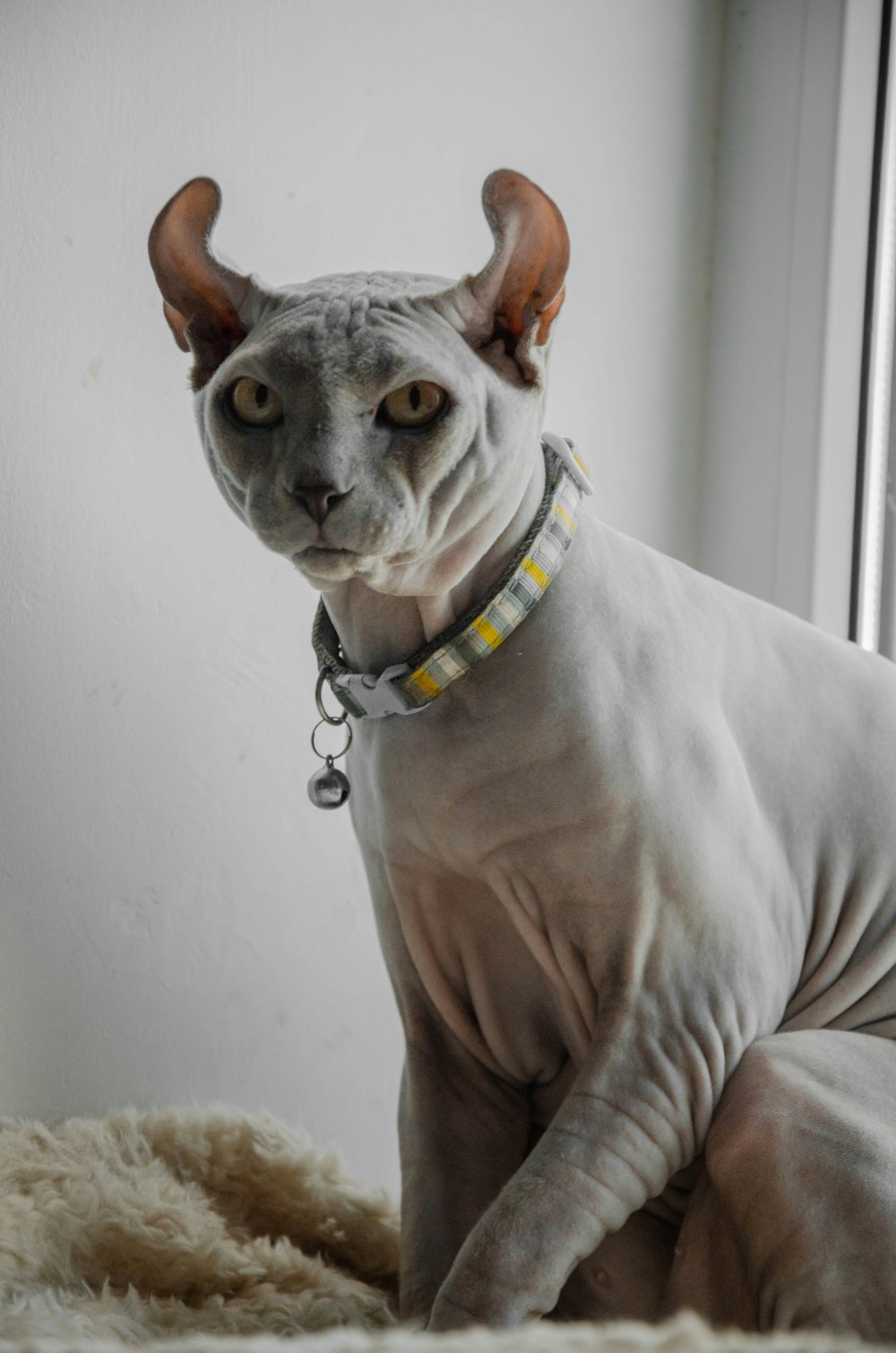 white and brown short coated cat