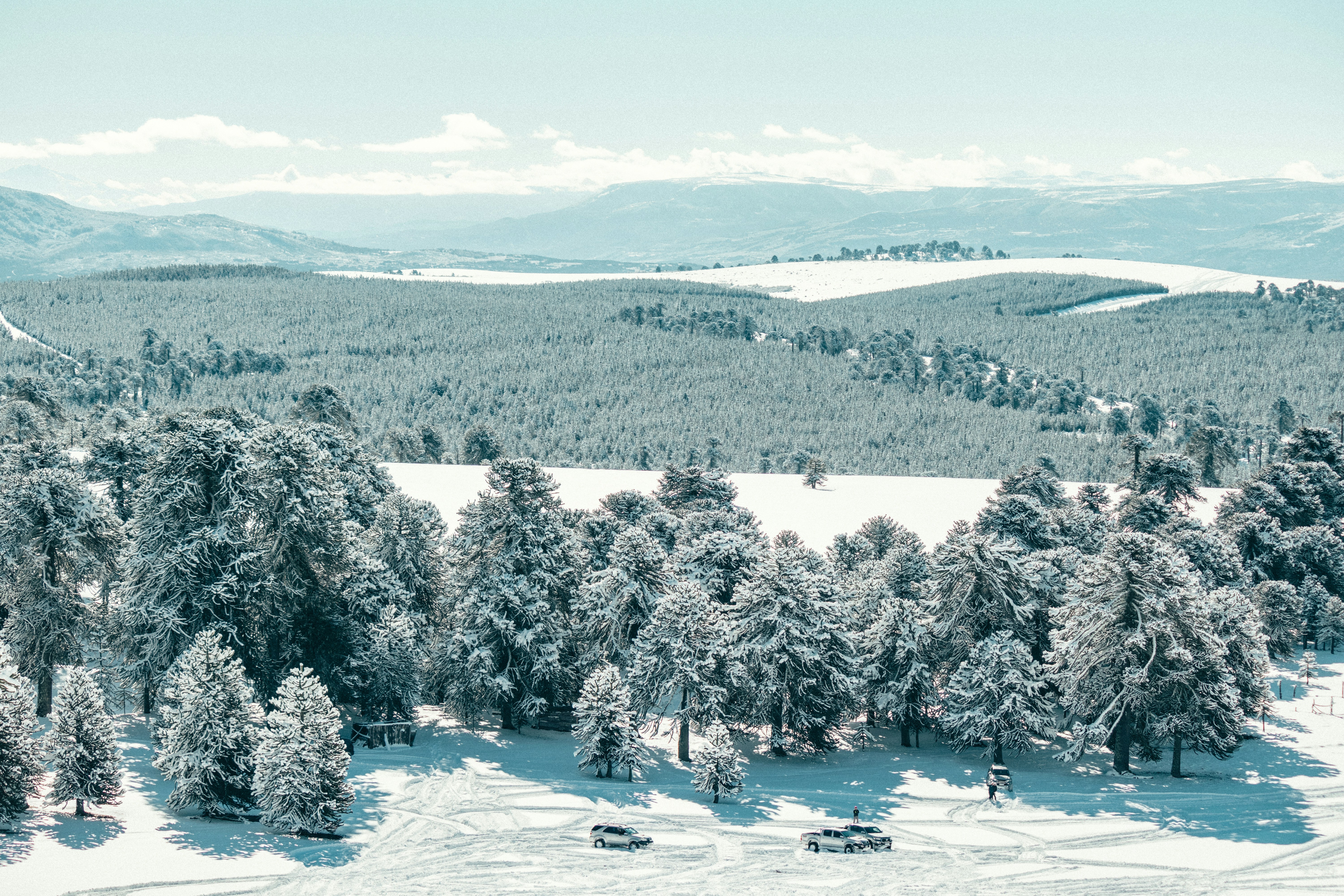 snow covered trees and mountains during daytime