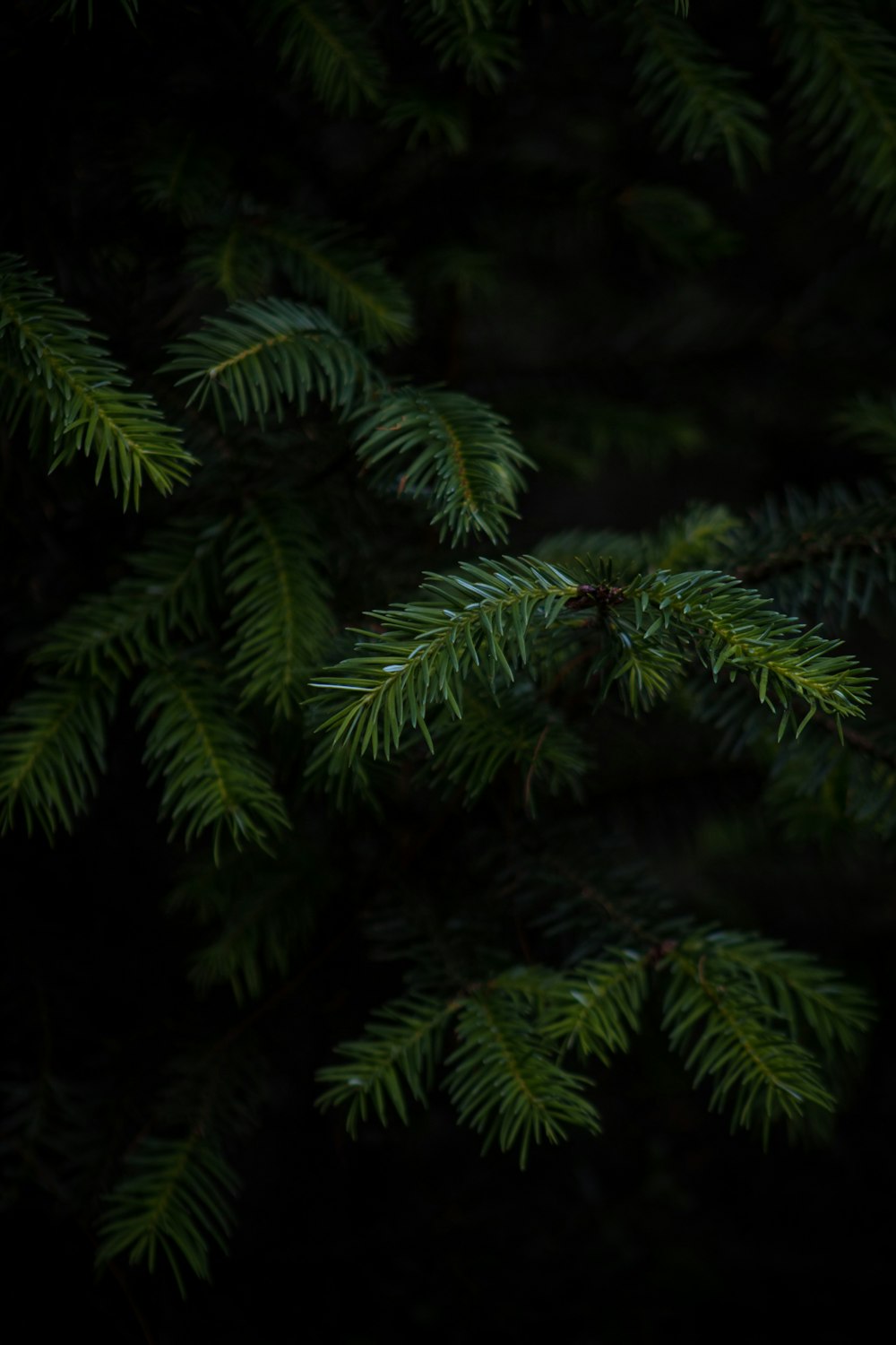 pianta di felce verde in fotografia ravvicinata