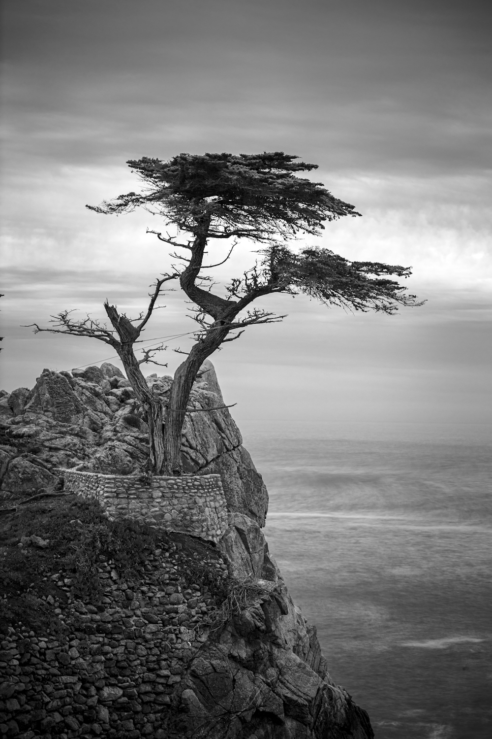 foto in scala di grigi di un albero senza foglie