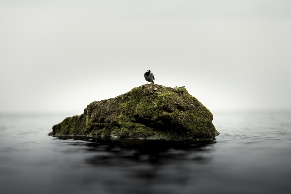 white and black bird on brown rock