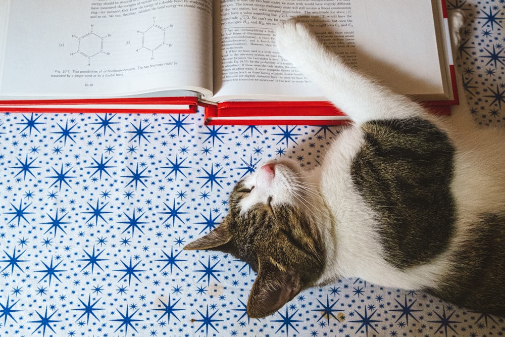 white and black cat lying on blue and white floral textile